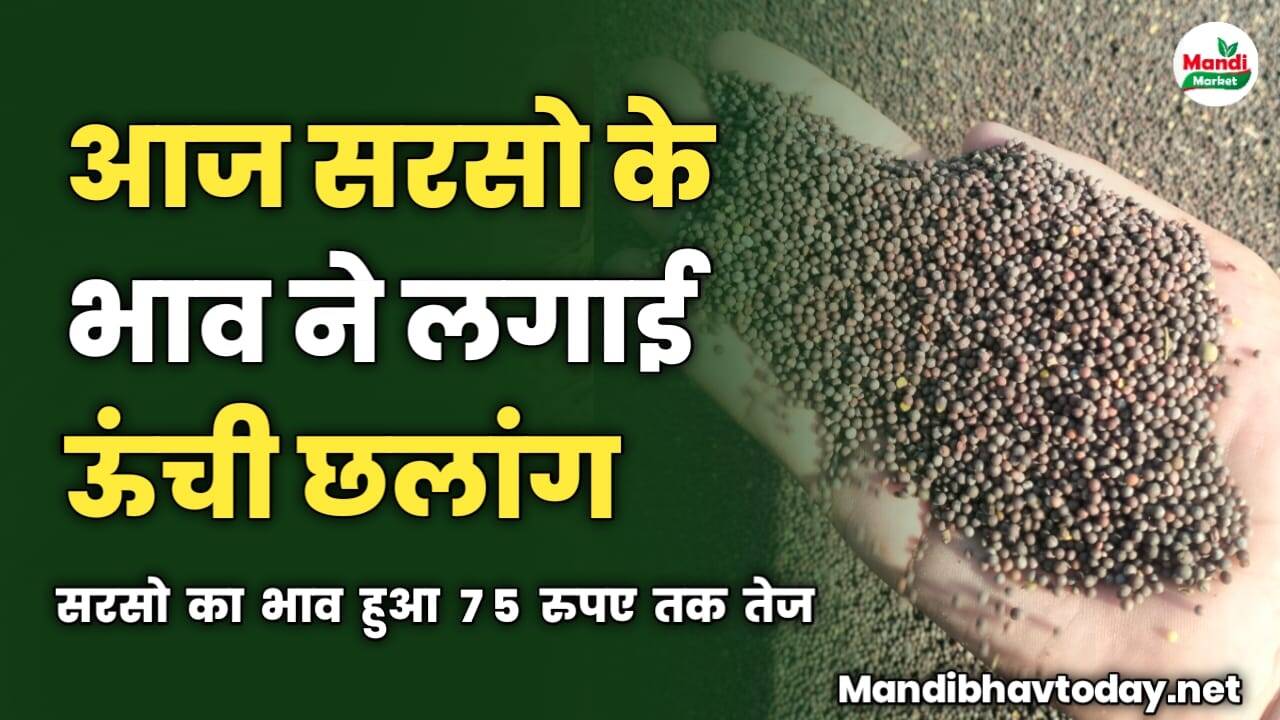 आज सरसो के भाव ने लगाई ऊंची छलांग | सरसो का भाव हुआ 75 रुपए तक तेज 