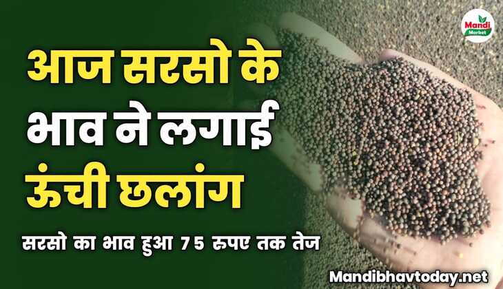 आज सरसो के भाव ने लगाई ऊंची छलांग | सरसो का भाव हुआ 75 रुपए तक तेज 