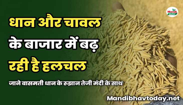 धान और चावल के बाजार में बढ़ रही है हलचल | जाने बासमती धान के रूझान तेजी मंदी के साथ