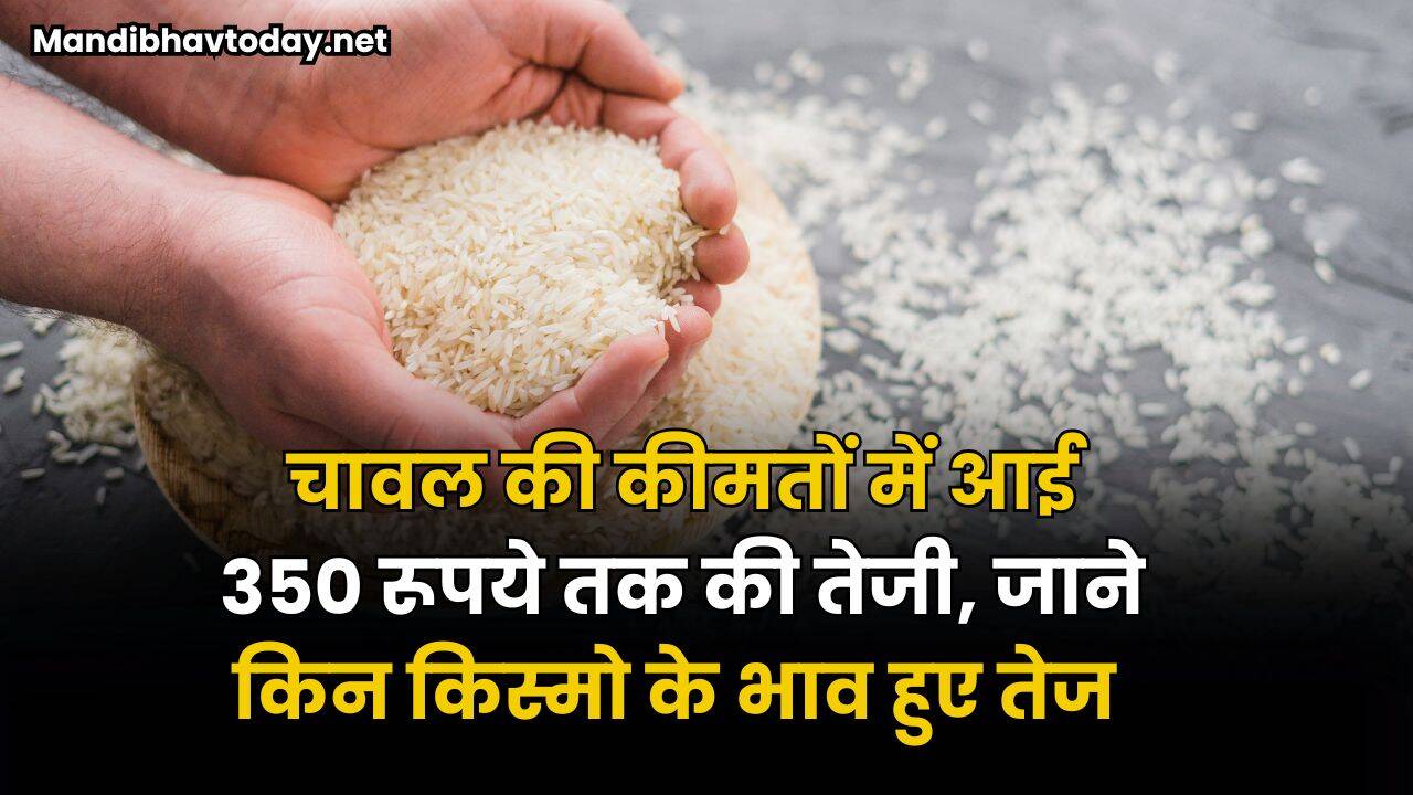 चावल की कीमतों में आई 350 रूपये तक की तेजी | जाने किन किस्मो के भाव हुए तेज 