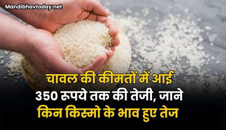 चावल की कीमतों में आई 350 रूपये तक की तेजी | जाने किन किस्मो के भाव हुए तेज 
