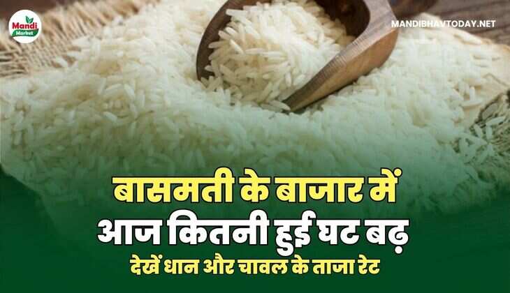  धान और चावल  