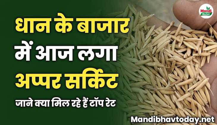 धान के बाजार में आज लगा अप्पर सर्किट | जाने क्या मिल रहे हैं टॉप रेट