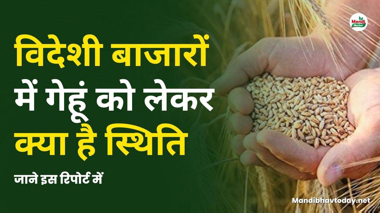 विदेशी बाजारों में गेहूं को लेकर क्या है स्थिति | जाने इस रिपोर्ट में
