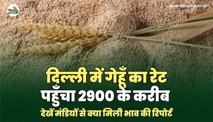 दिल्ली में गेहूँ का रेट पहुँचा 2900 के करीब | देखें मंडियों से क्या मिली भाव की रिपोर्ट