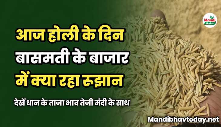 होली के दिन बासमती के बाजार में क्या रहा रूझान | देखें धान के ताजा भाव तेजी मंदी के साथ