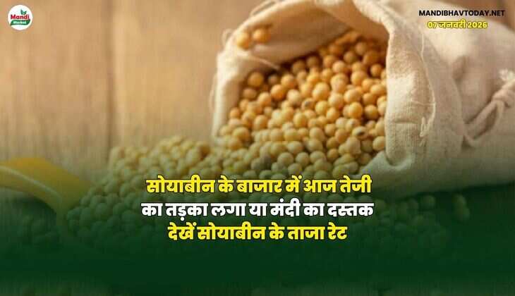 सोयाबीन के बाजार में आज तेजी का तड़का लगा या मंदी का दस्तक | देखें सोयाबीन के ताजा रेट