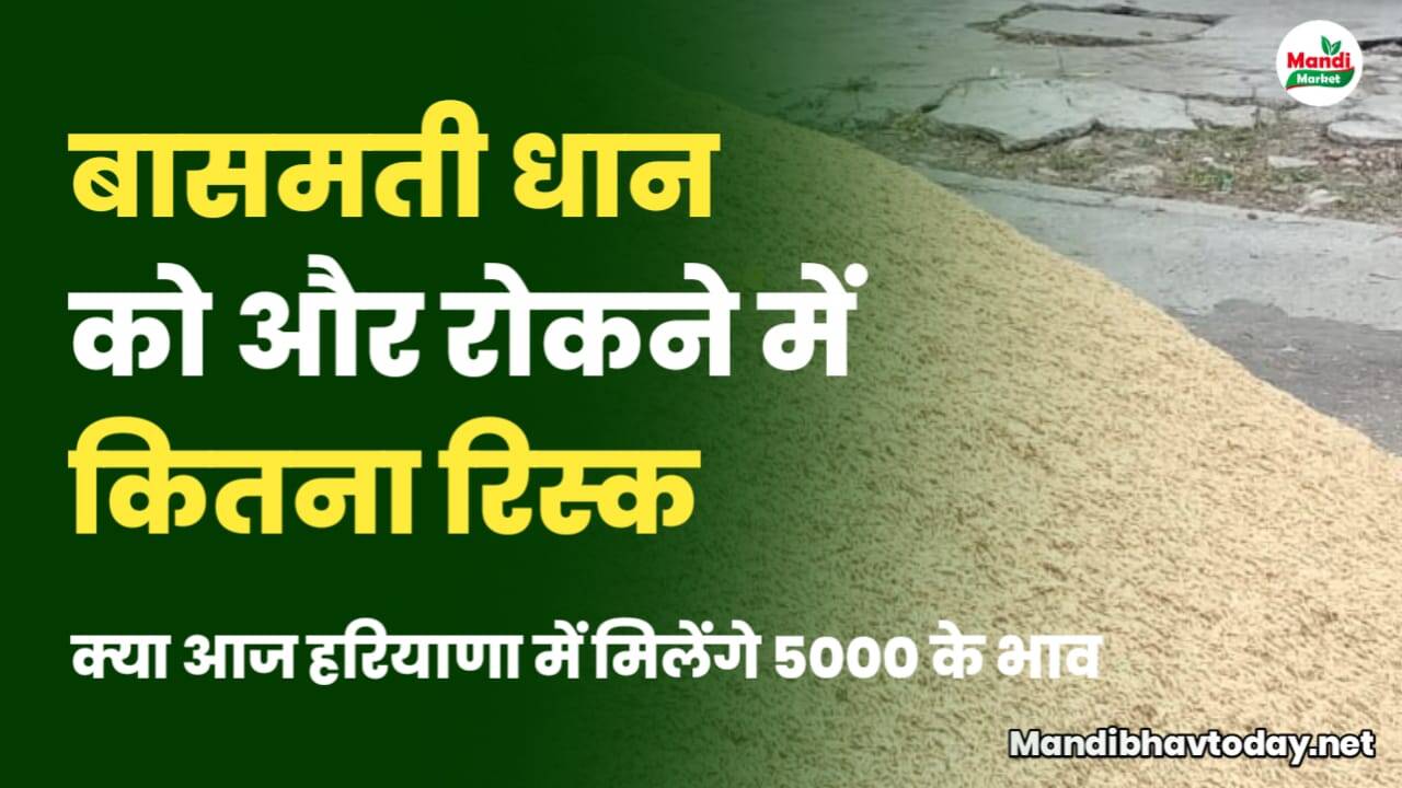 धान को रोकने में कितना रिस्क | क्या हरियाणा में आज दिखेंगे 5000 के भाव | देखें पूरी रिपोर्ट