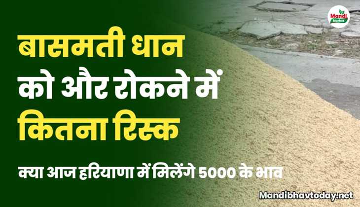 धान को रोकने में कितना रिस्क | क्या हरियाणा में आज दिखेंगे 5000 के भाव | देखें पूरी रिपोर्ट 