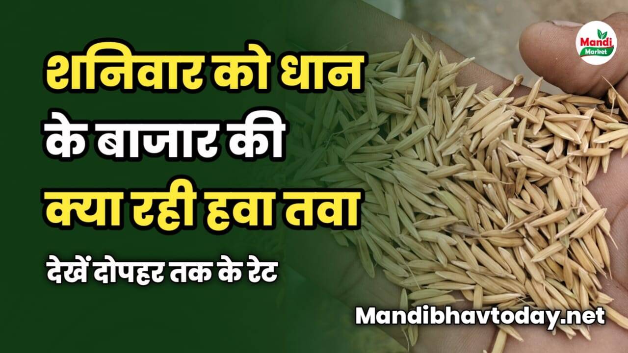 शनिवार को धान के बाजार की क्या रही हवा तवा | देखें दोपहर तक के रेट