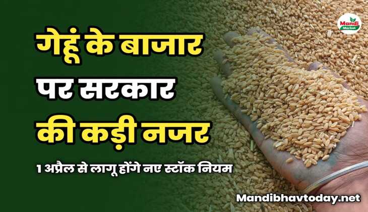 गेहूं बाजार पर सरकार की कड़ी नजर | 1 अप्रैल से लागू होंगे नए स्टॉक नियम