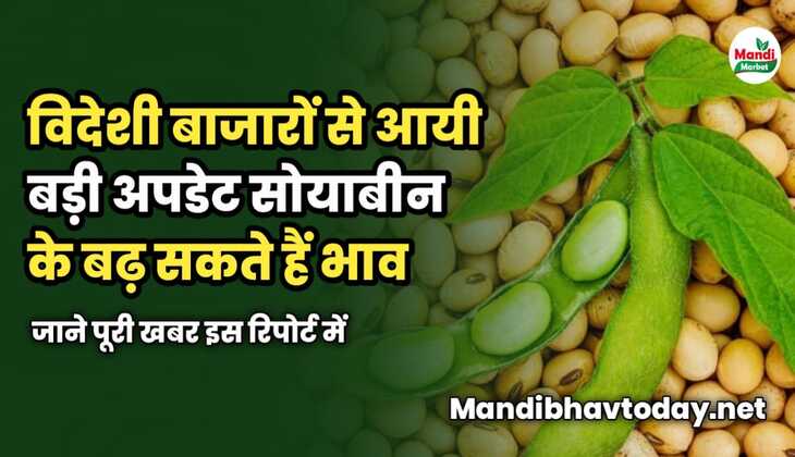 विदेशी बाजारों से आयी बड़ी खबर | बढ़ सकते हैं सोयाबीन के रेट | जाने पूरी खबर