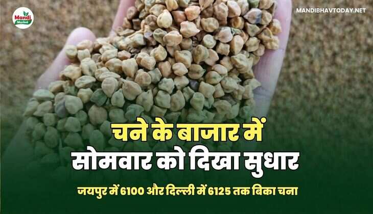 चने के बाजार में सोमवार को दिखा सुधार | जयपुर में 6100 और दिल्ली में 6125 तक बिका चना