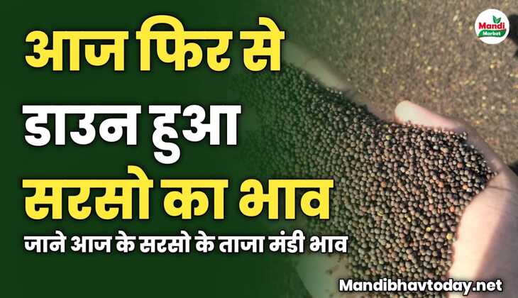 आज फिर से डाउन हुआ सरसो का भाव | जाने आज के सरसो के ताजा मंडी भाव 