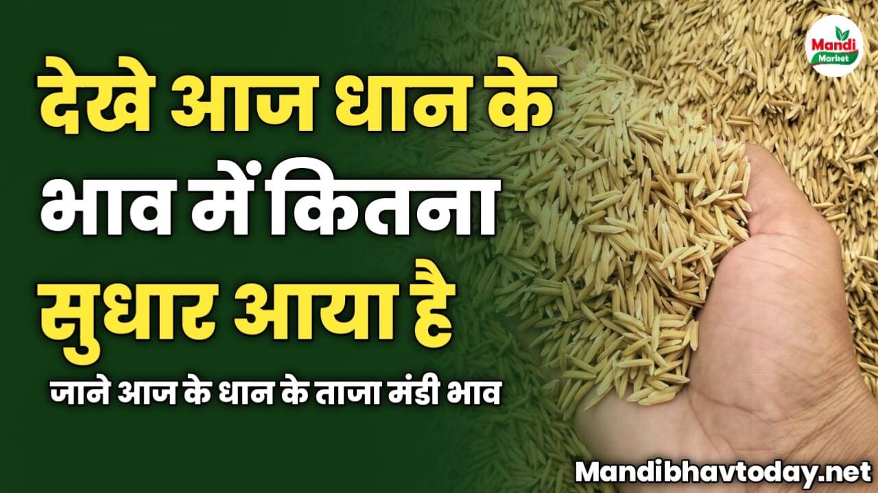 देखे आज धान के भाव में कितना सुधार आया है | जाने आज के धान के ताजा मंडी भाव 