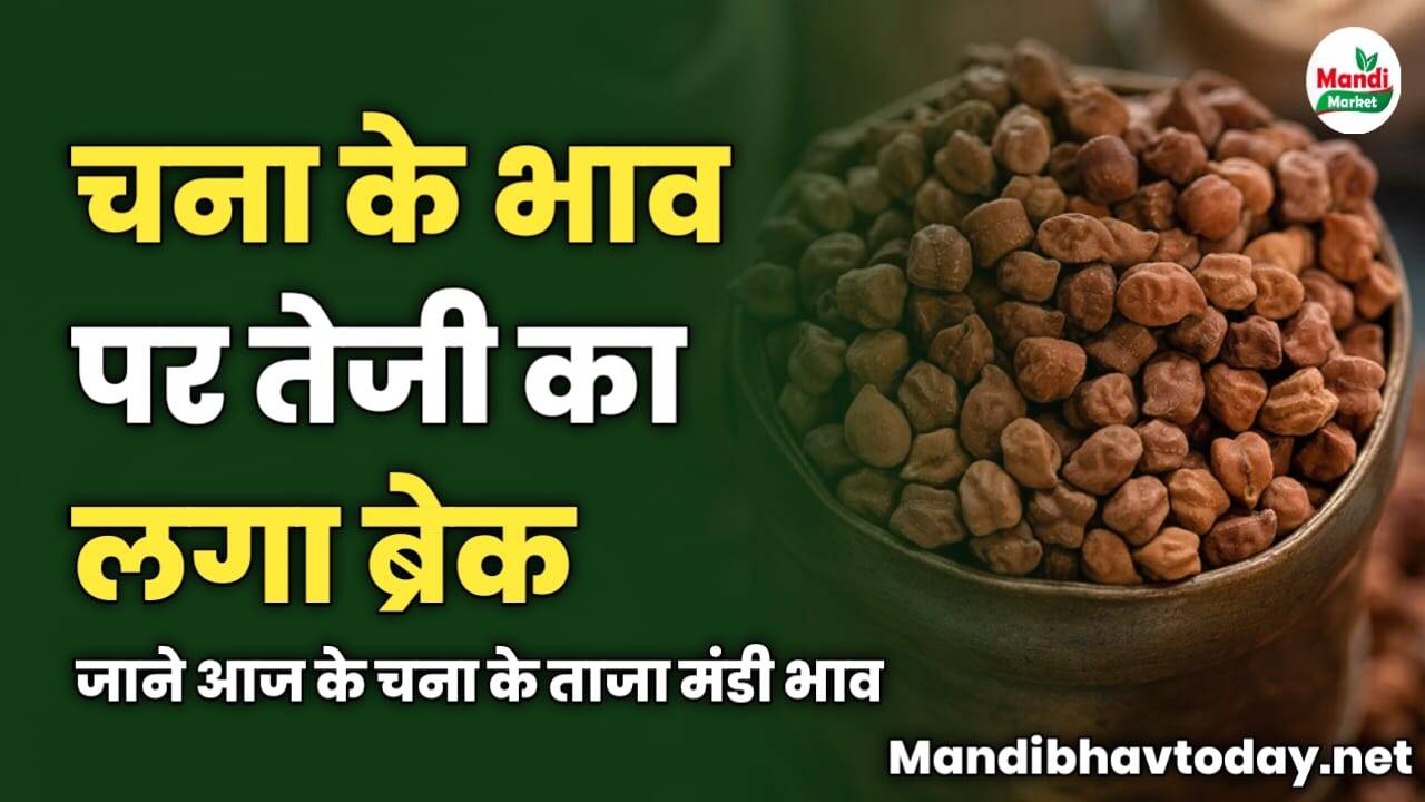 चना के भाव पर तेजी का लगा ब्रेक | जाने आज के चना के ताजा मंडी भाव 