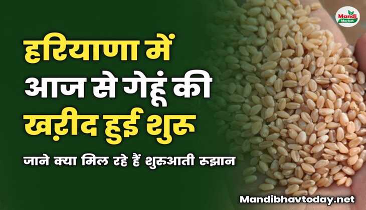 हरियाणा में गेहूं की खऱीद हुई शुरू | जाने क्या मिल रहे हैं शुरुआती रूझान 