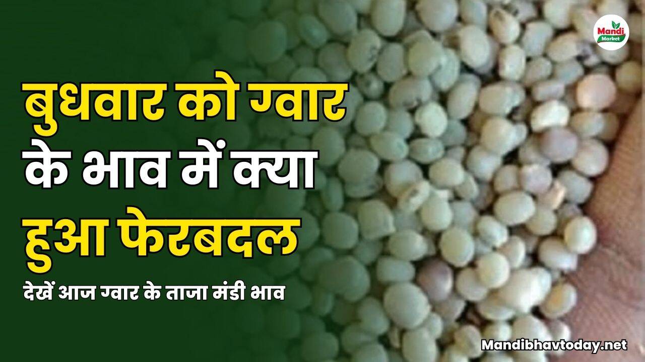 बुधवार को ग्वार के भाव में क्या हुआ फेरबदल | देखें आज ग्वार के ताजा मंडी भाव