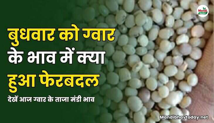 बुधवार को ग्वार के भाव में क्या हुआ फेरबदल | देखें आज ग्वार के ताजा मंडी भाव 