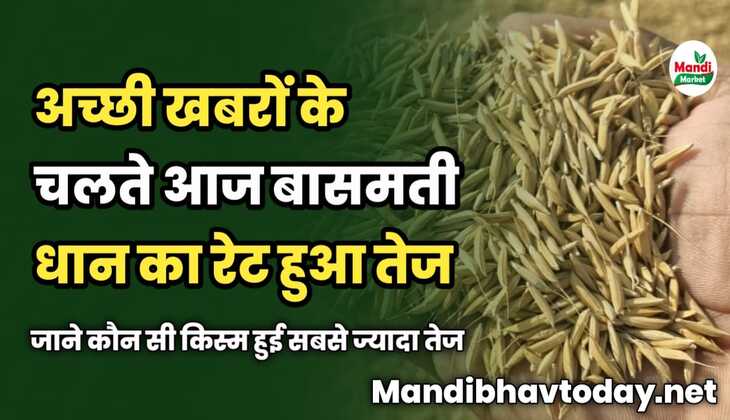 अच्छी खबरों के चलते आज बासमती धान का रेट हुआ तेज | जाने कौन सी किस्म हुई सबसे ज्यादा तेज