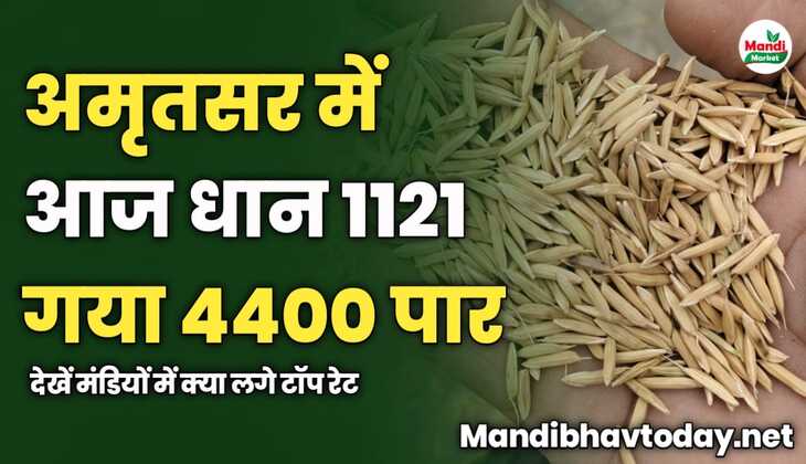 अमृतसर में आज धान 1121 गया 4400 पार | देखें मंडियों में क्या लगे टॉप रेट
