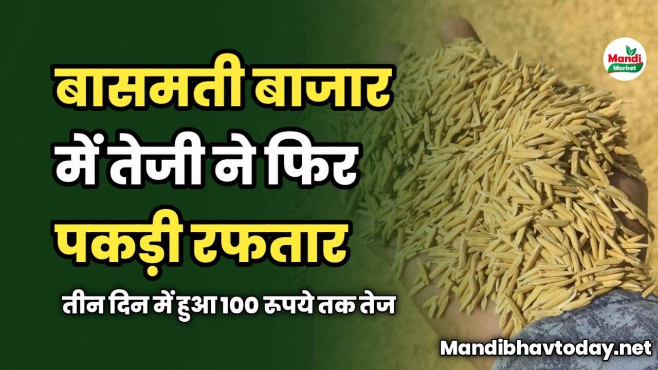 बासमती बाजार में तेजी ने फिर पकड़ी रफतार | तीन दिन में हुआ 100 रूपये तक तेज 