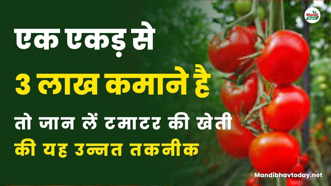 तो जान लें टमाटर की खेती की यह उन्नत तकनीक