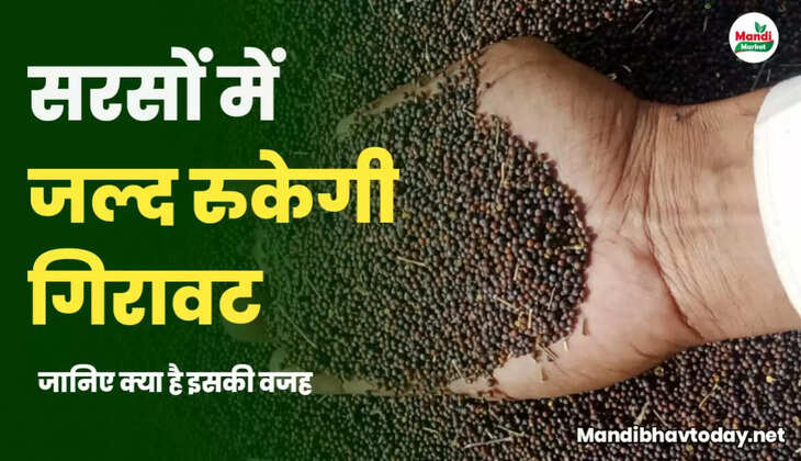 SARSO TEJI MANDI REPORT