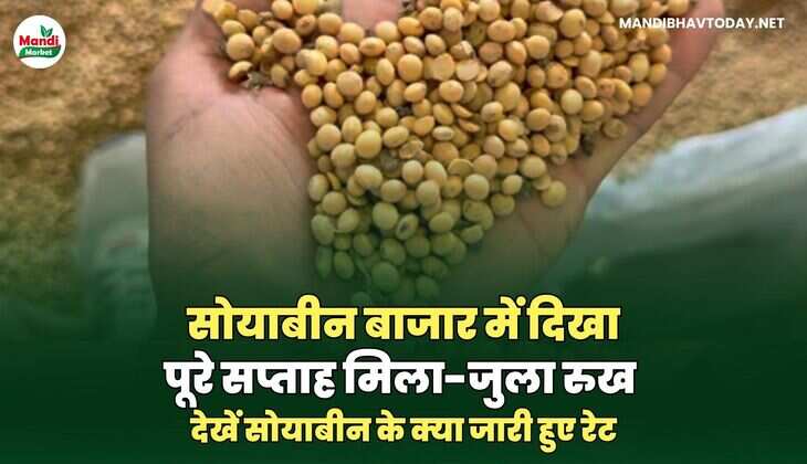 सोयाबीन iamges