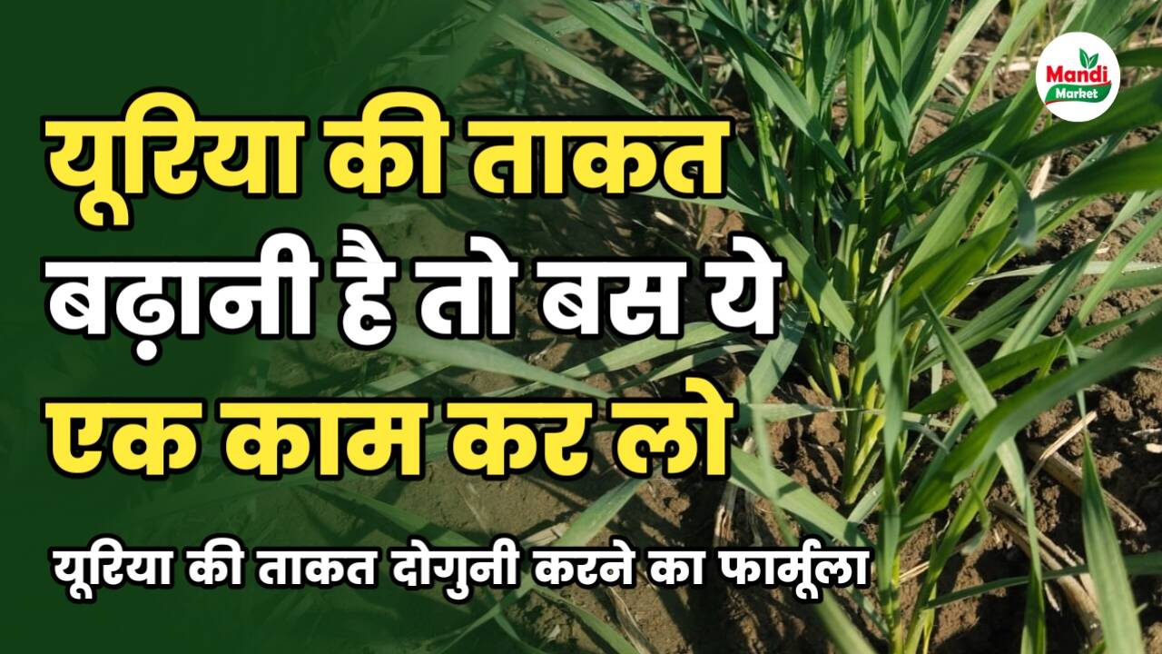 Urea power increase formula