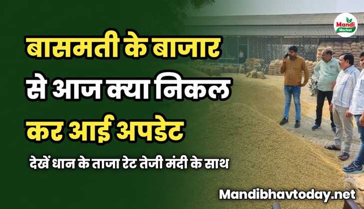 बासमती के बाजार से आज क्या निकल कर आई अपडेट | देखें धान के ताजा रेट तेजी मंदी के साथ