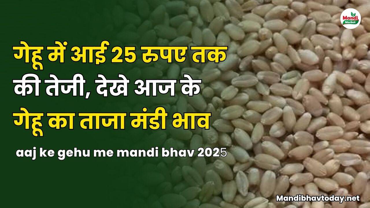 देखे आज के गेहू का ताजा मंडी भाव