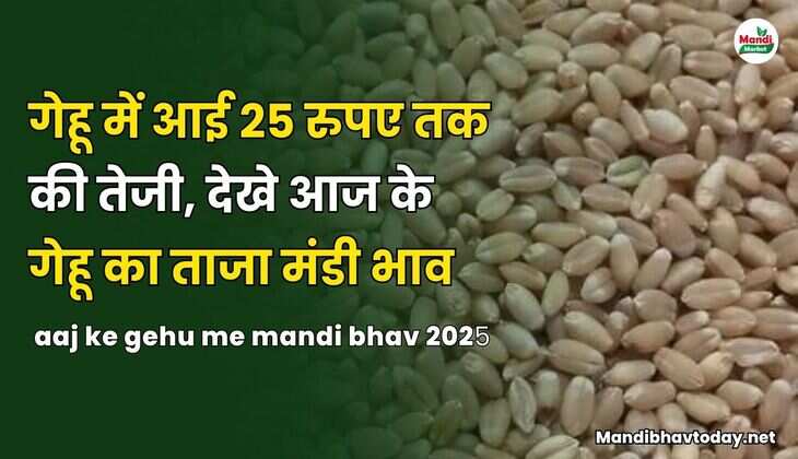 देखे आज के गेहू का ताजा मंडी भाव