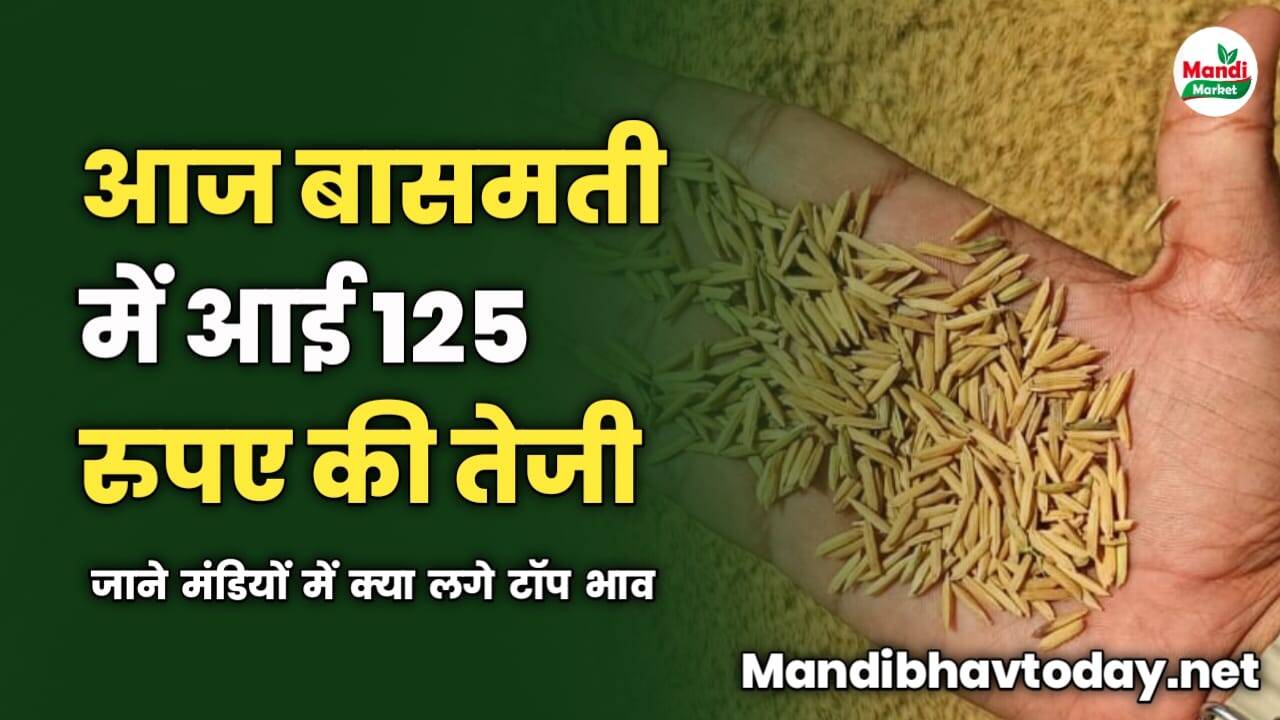 आज बासमती में आई 125 रुपए की तेजी | जाने मंडियों में क्या लगे टॉप भाव 