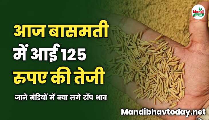 आज बासमती में आई 125 रुपए की तेजी | जाने मंडियों में क्या लगे टॉप भाव 