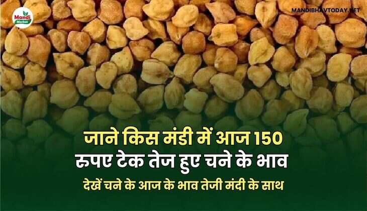 देखें चने के आज के भाव तेजी मंदी के साथ