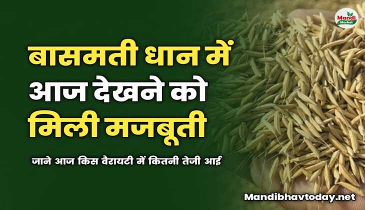 बासमती धान में आज दिखी मजबूती | जाने आज किस वैरायटी में कितनी तेजी आई