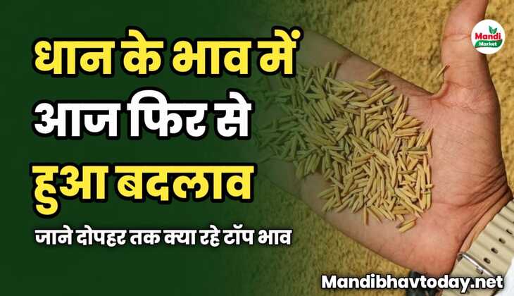 धान के भाव में आज फिर से हुआ बदलाव | जाने दोपहर तक क्या रहे टॉप भाव