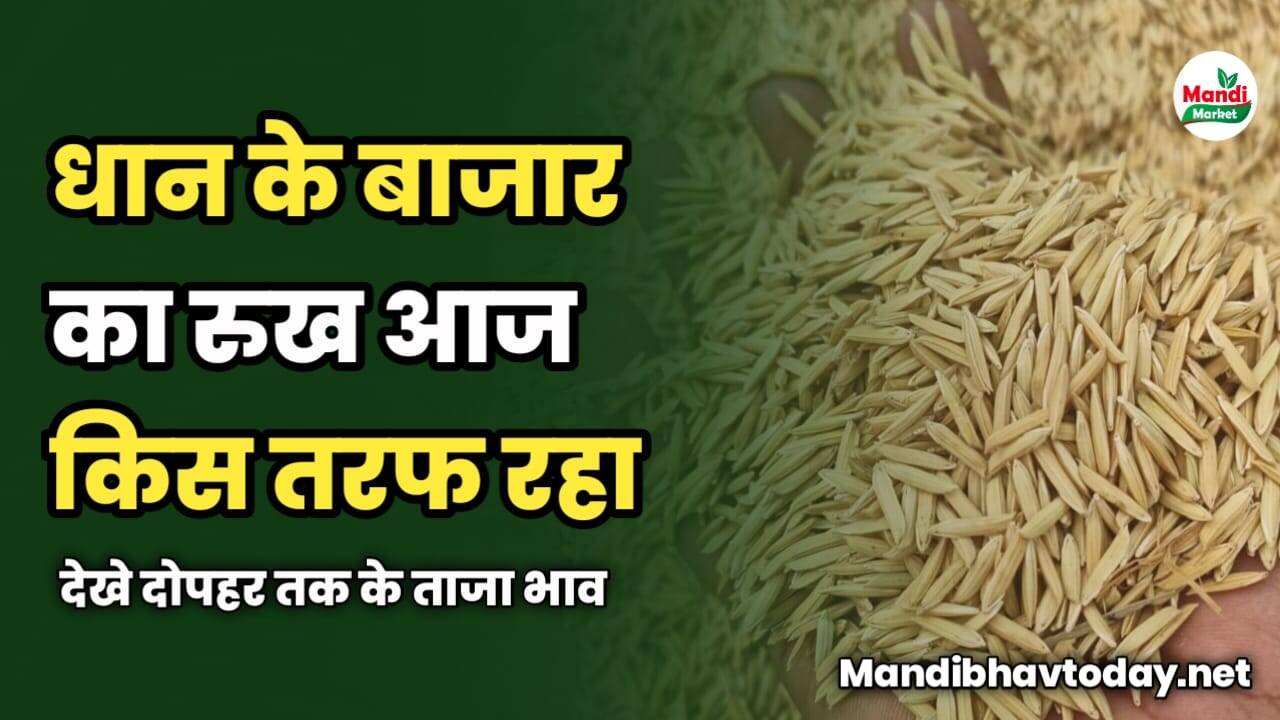 धान के बाजार का रुख आज किस तरफ रहा | देखे दोपहर तक के ताजा भाव