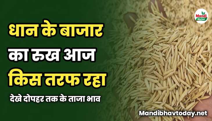 धान के बाजार का रुख आज किस तरफ रहा | देखे दोपहर तक के ताजा भाव