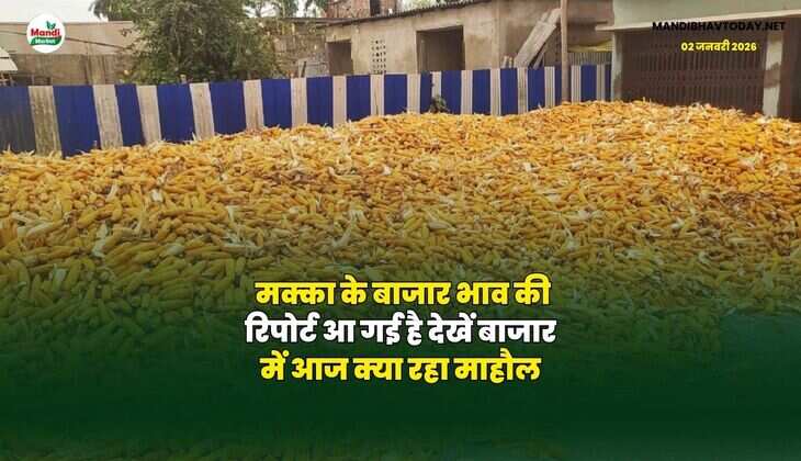 मक्का के बाजार भाव की रिपोर्ट आ गई है | देखें बाजार में आज क्या रहा माहौल