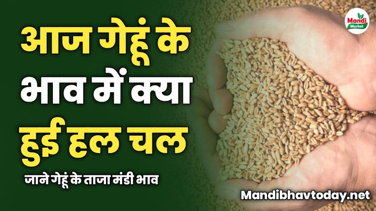 आज गेहूं के भाव में क्या हुई हल चल | जाने गेहूं के ताजा मंडी भाव