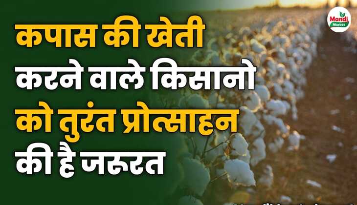कपास की खेती करने वाले किसानों को तुरंत प्रोत्साहन की है जरूरत