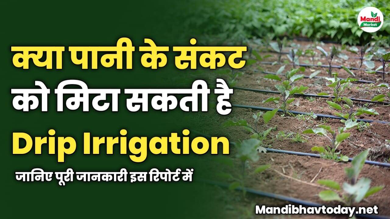क्या पानी के संकट को मिटा सकती है Drip Irrigation, जानिए भारतीय खेती में कितना बदलाव ला सकती है यह तकनीक?