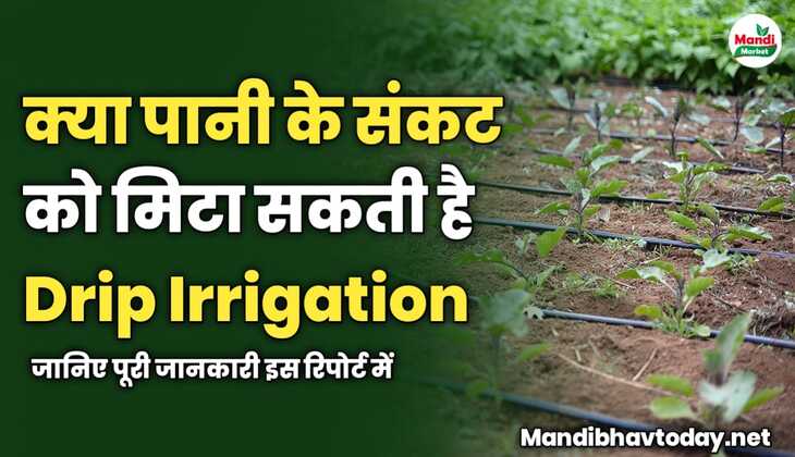 क्या पानी के संकट को मिटा सकती है Drip Irrigation, जानिए भारतीय खेती में कितना बदलाव ला सकती है यह तकनीक?