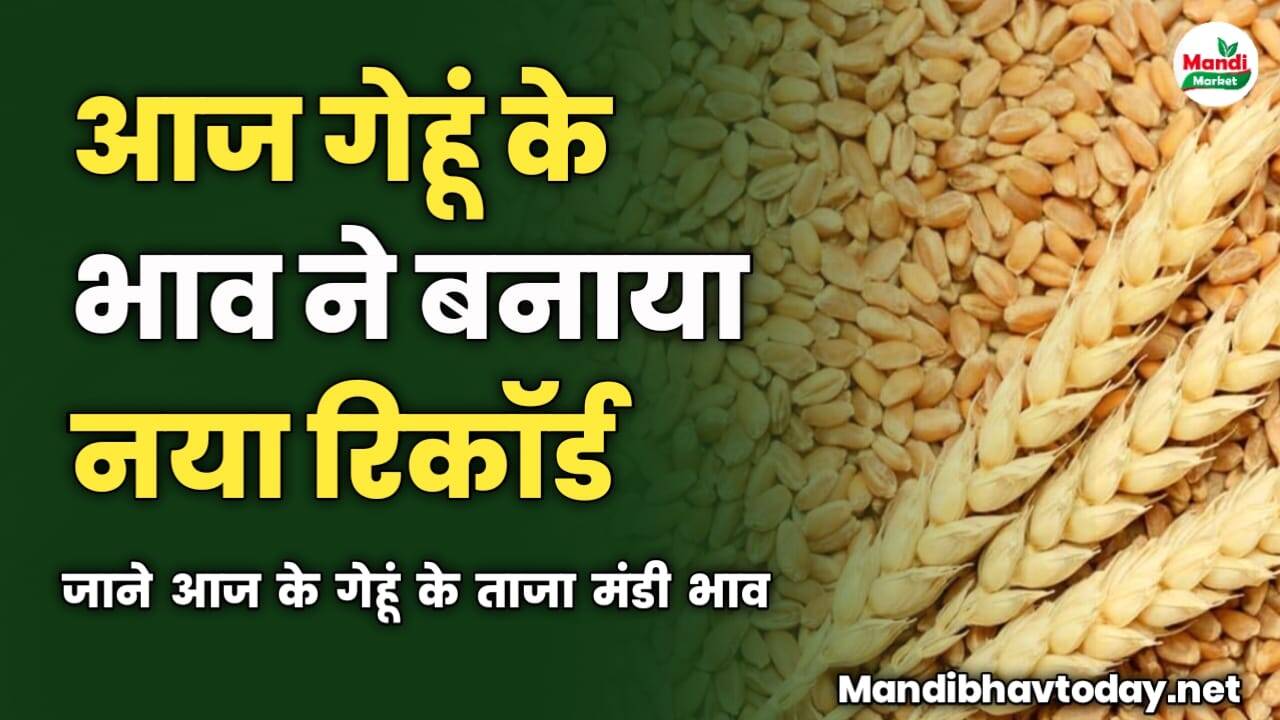 आज गेहूं के भाव ने बनाया नया रिकॉर्ड | जाने आज के गेहूं के ताजा मंडी भाव