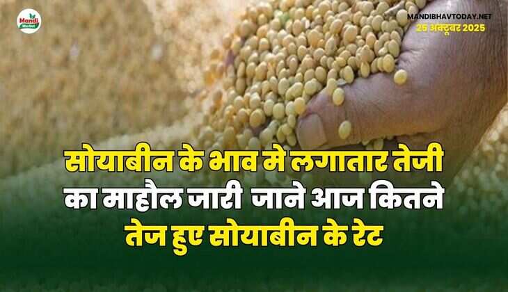 सोयाबीन के भाव मे लगातार तेजी का माहौल जारी | जाने आज कितने तेज हुए सोयाबीन के रेट