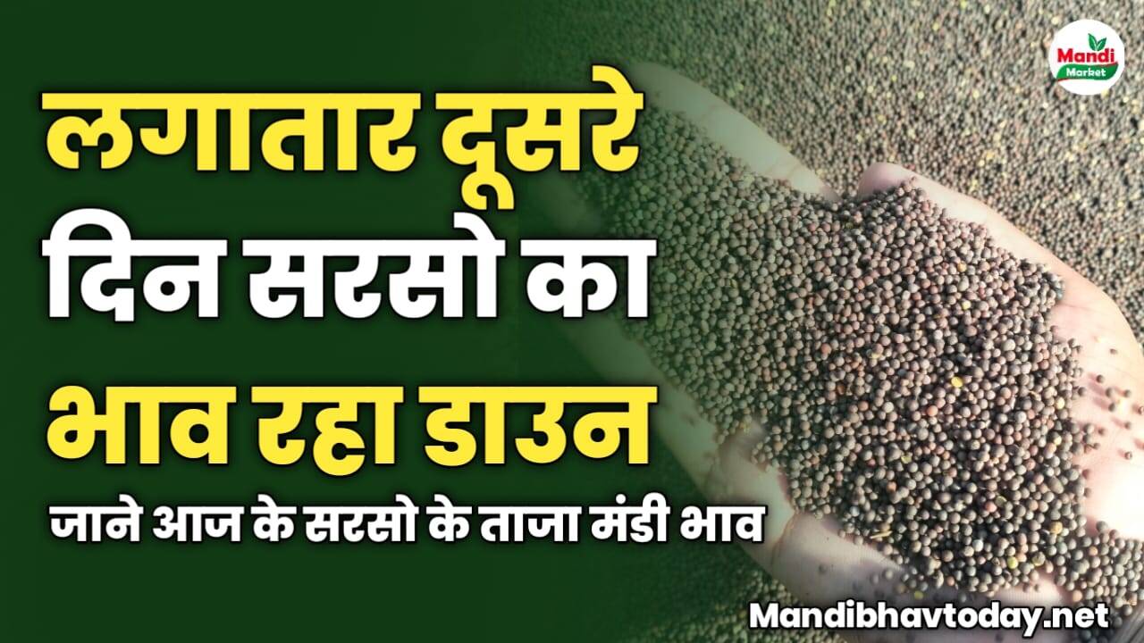 लगातार दूसरे दिन सरसो का भाव रहा डाउन | जाने आज के सरसो के ताजा मंडी भाव