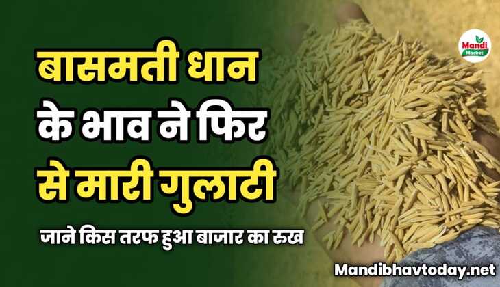 बासमती धान के भाव ने फिर से मारी गुलाटी | जाने किस तरफ हुआ बाजार का रुख | बासमती धान के भाव तेजी मंदी के साथ