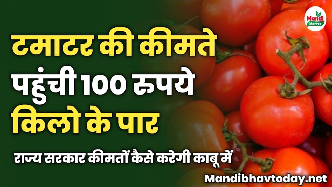 टमाटर की कीमते पहुंची 100 रुपये किलो के पार | राज्य सरकार कीमतों कैसे करेगी काबू में